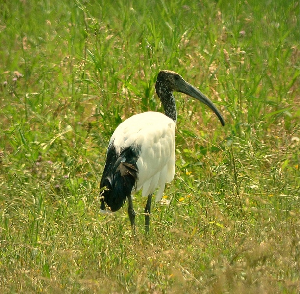 In Valle Paliaga